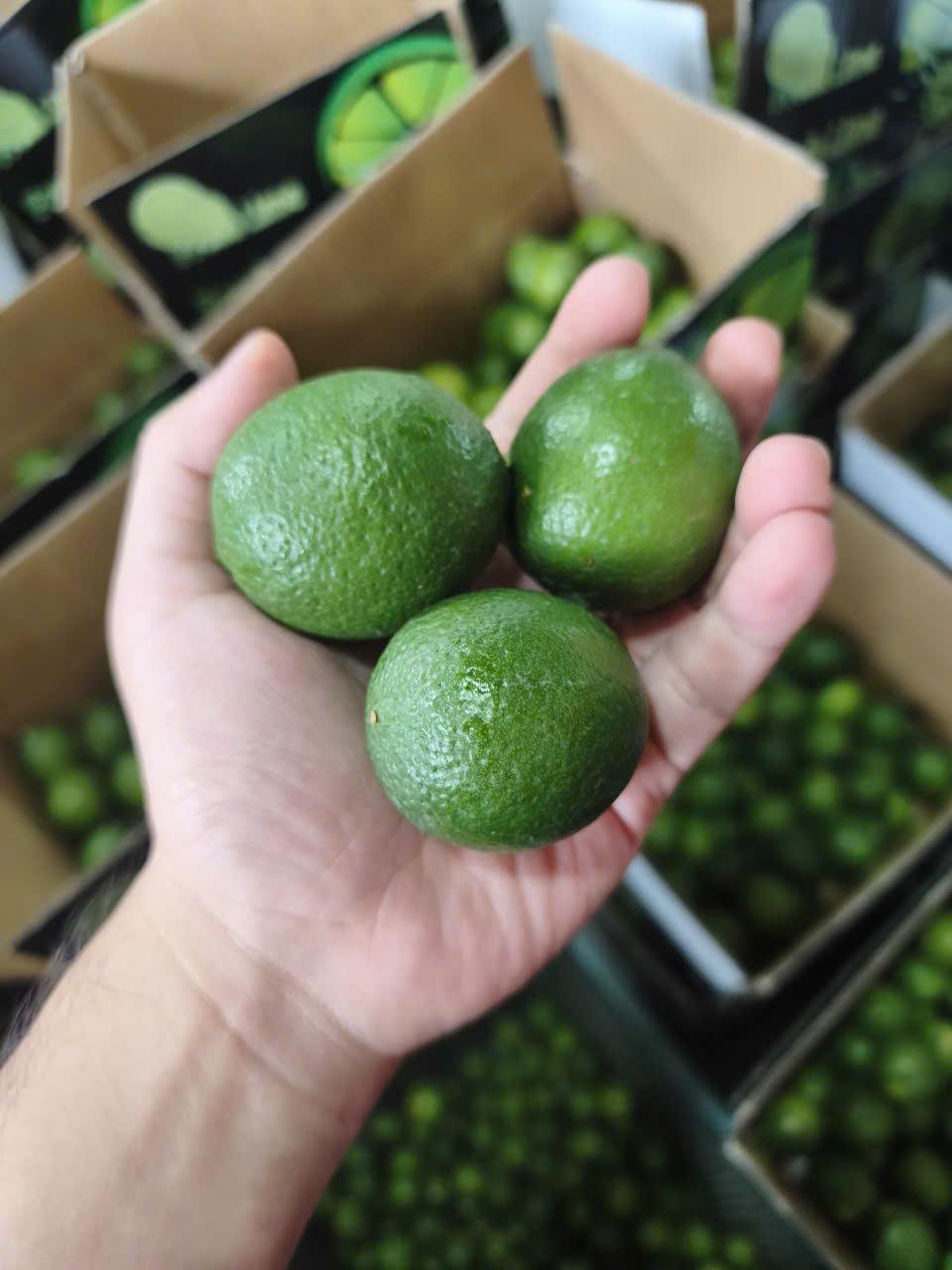 TECHMIFOOD BRAND Fresh Premium Grade Vietnam Seedless Limes (4.5kg)