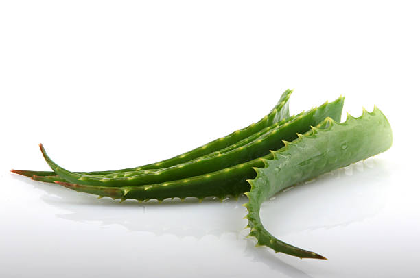 Top 4 Aloe Vera Suppliers in Poland in August 2025: A Data-Driven Market Overview