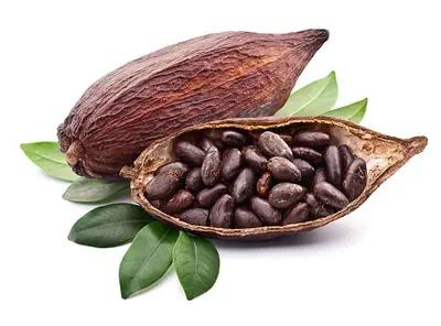 Wholesale Supplier Of Bulk Fresh Stock of Raw Dried Cocoa Beans