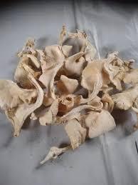 Oyster Mushroom Bulk Supply