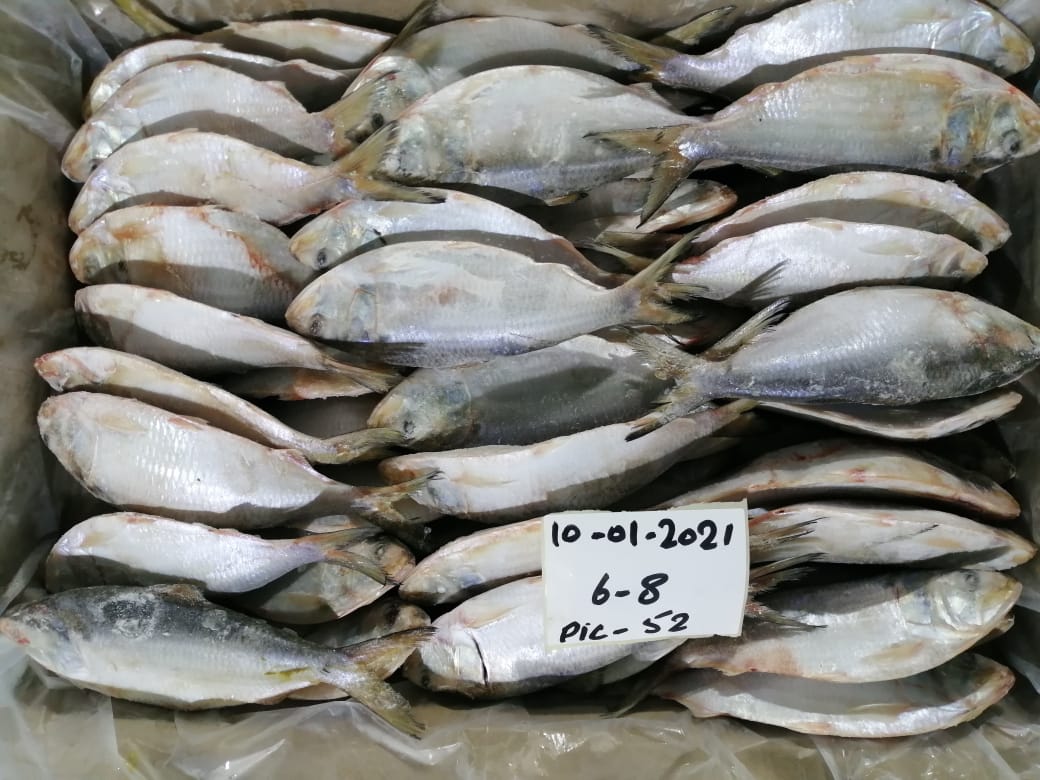Exporters in Bangladesh offer a variety of hot price products, including sea food for buyers. This includes fresh fish, frozen seafood, and frozen Hilsa from Oman that can be used for canned products.