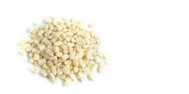 White Corn – Premium Grain for Food, Feed & Industrial Applications