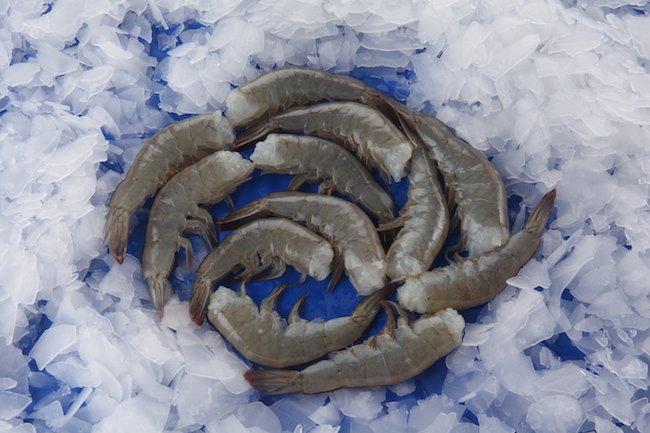 SELL  HLSO FROZEN VANNAMEI SHRIMPS / BLACK TIGER SHRIMPS