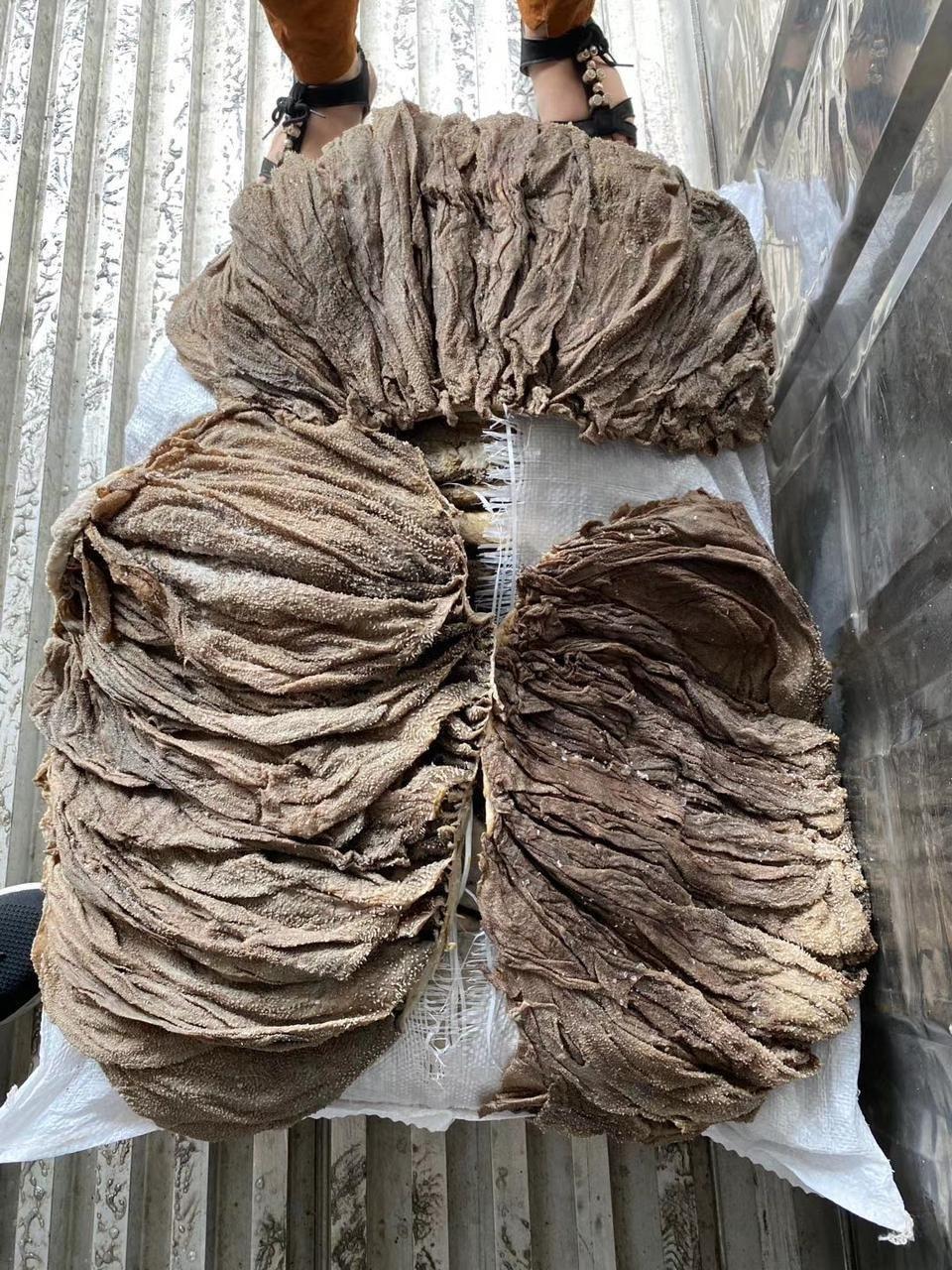 Wholesale Dry Salted Beef Omasum – Natural Salt Preserved Cattle Omasum for Distribution
