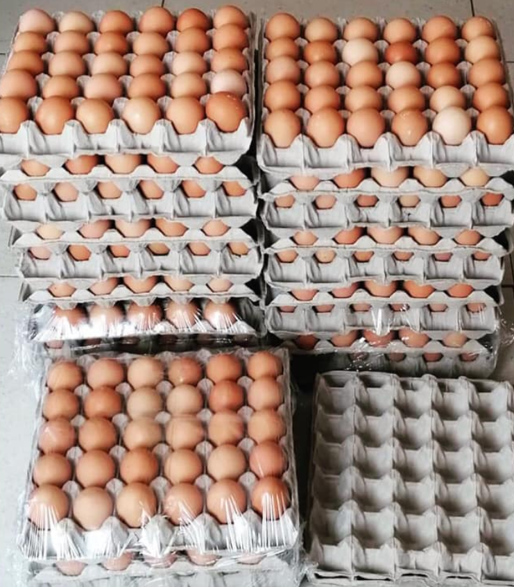 Fresh White and Brown Farm Chicken Eggs from GERMANY