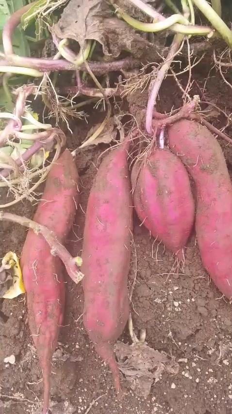 sweet potato fresh