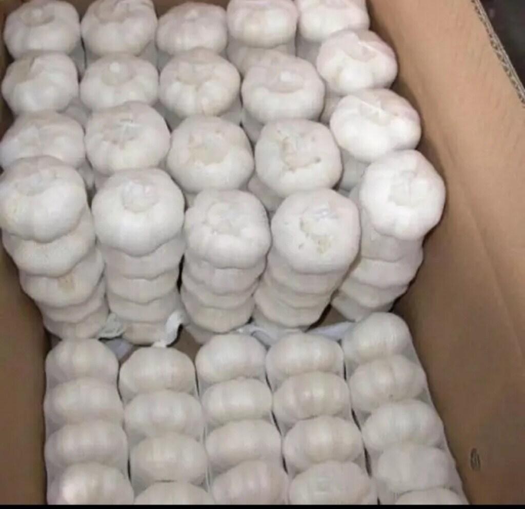 Fresh Garlic