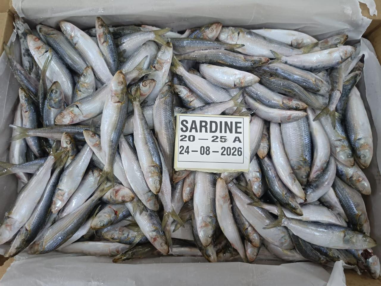 Frozen Sardine