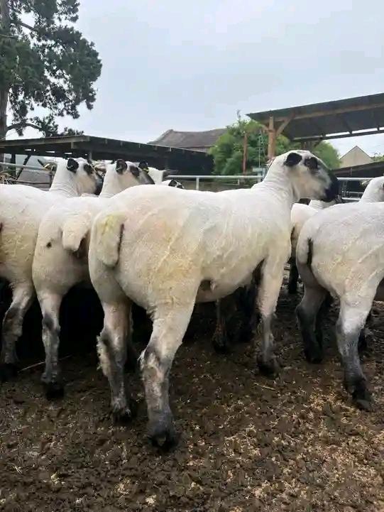 Rams of 50kgs each