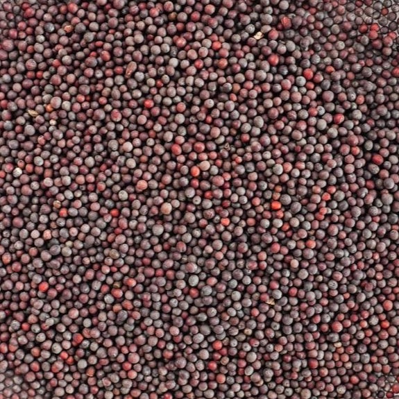 Indian Mustard Organic Spices & Herbs Dried Spices U2U312-UAthvikaSpice High Quality Pure Natural Fresh Black Mustard Seeds
