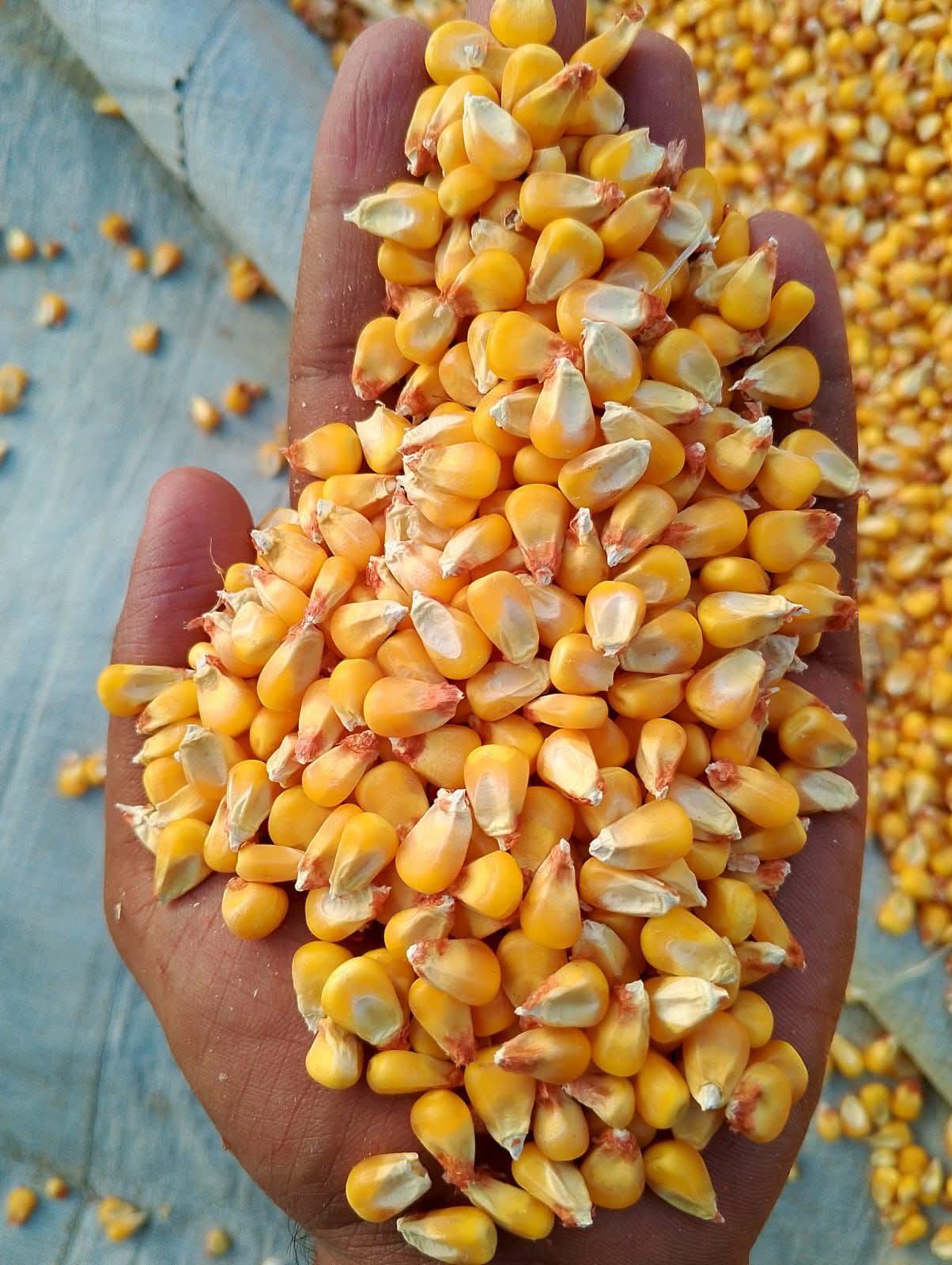 Yellow corn Origin pakistan Features GMO-Free Delivery Form Bag Packaging Size 60 kg