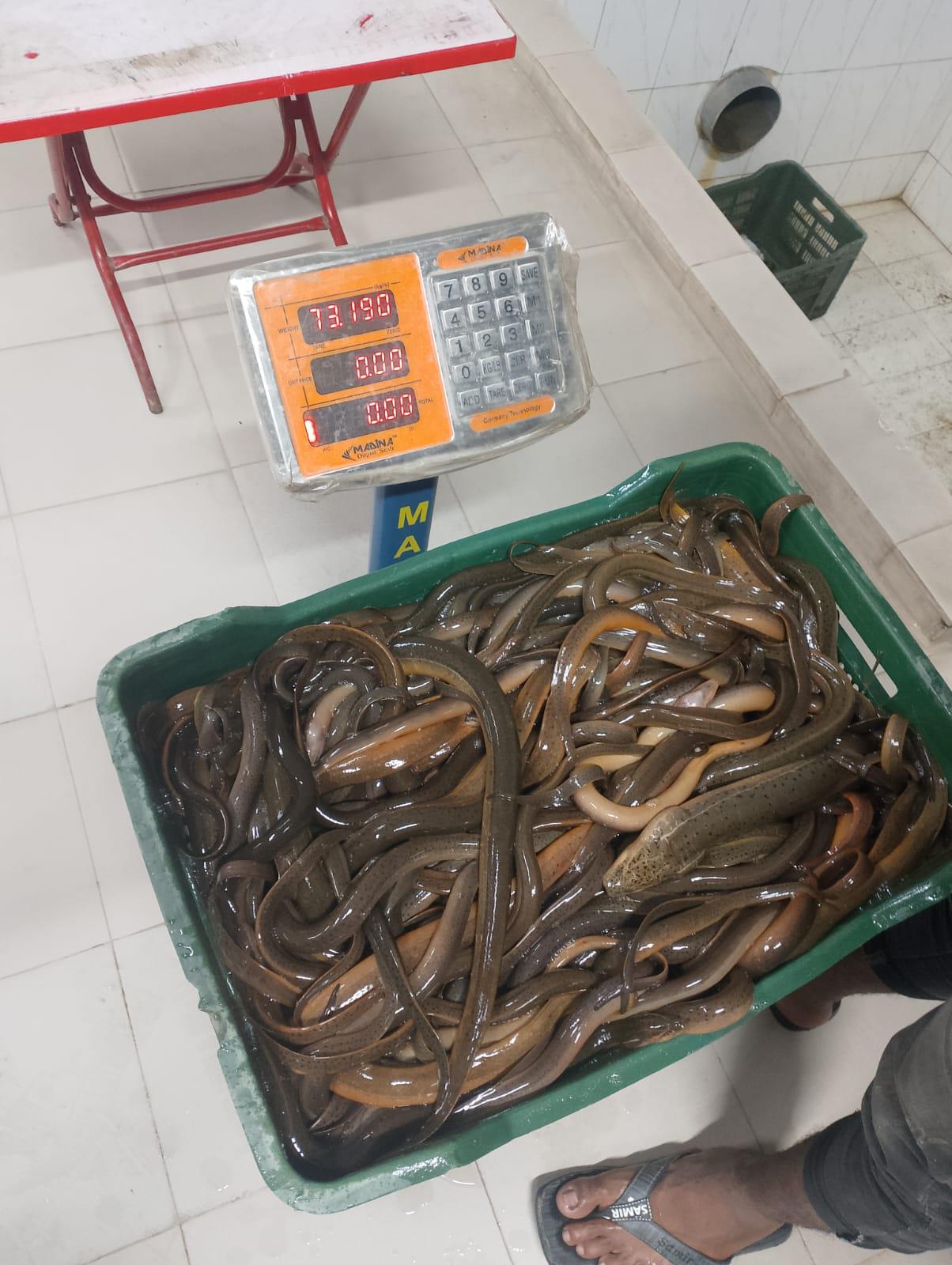 Eel fish