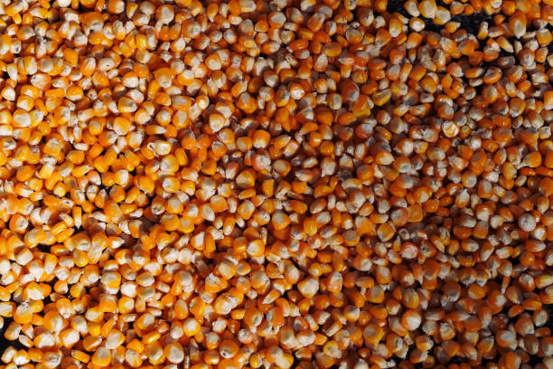 Top 8 Maize Suppliers in India in Year 2025: Market Trends, Strategic Shifts & Supplier Insights