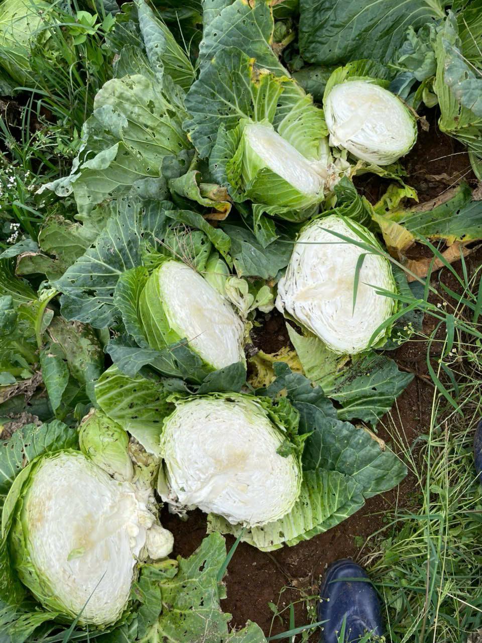 Top 3 Fresh Vegetables suppliers in Vietnam: Capabilities & Buyer Fit - 2