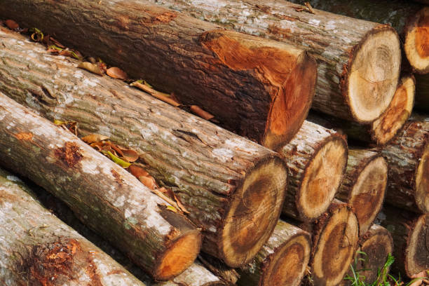 Top 9 Wood Suppliers in Switzerland in Year 2025