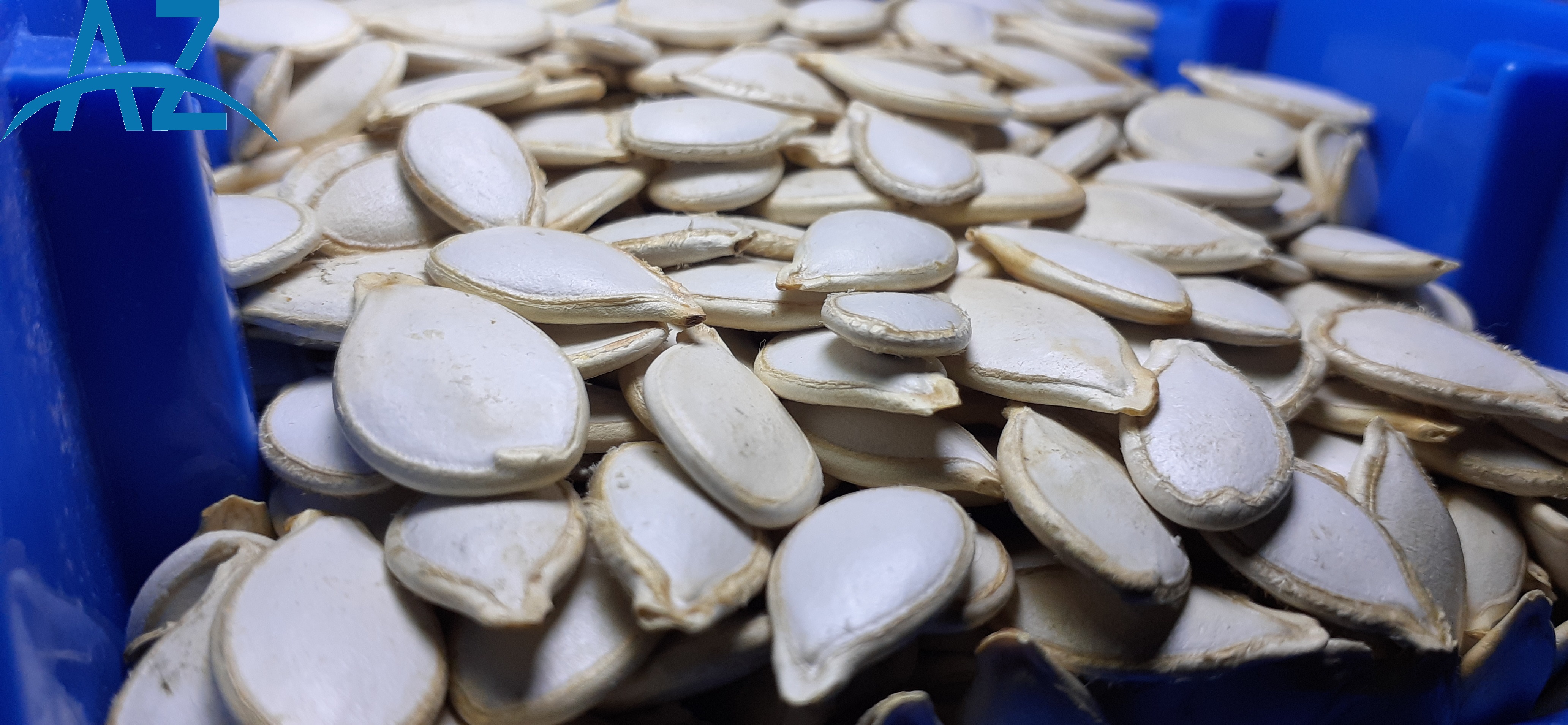 Pumpkin Seed
