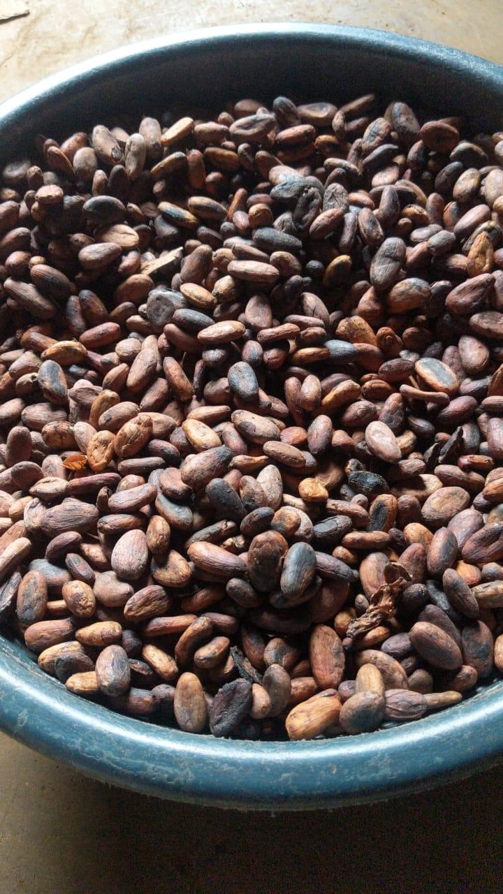 Cocoa Beans