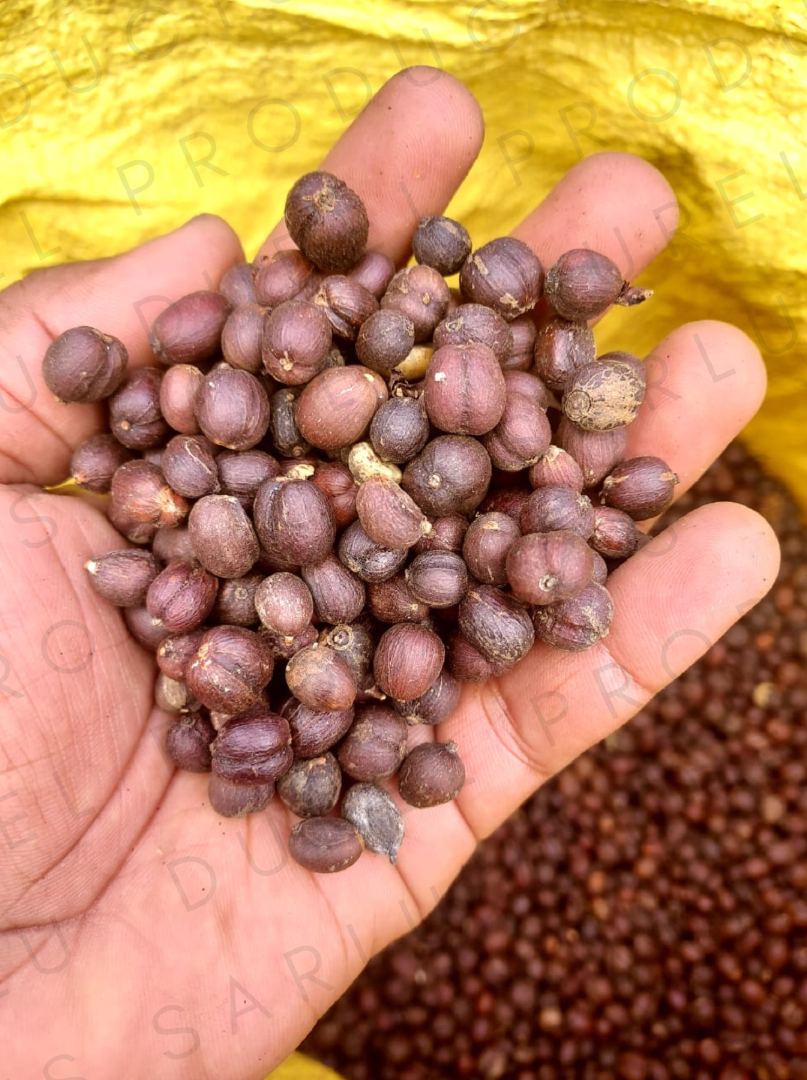 Premium Robusta Coffee Beans Madagascar Single Origin Coastal-Grown G2
