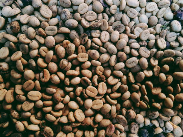 Your Expert Guide to Procuring Top-Tier Arabica Coffee: Top 9 Arabica Coffee Suppliers in Thailand in July 2025