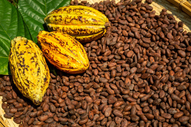 Your Expert Guide to Procuring Top-Tier Cocoa Beans: Top 10 Cocoa Beans Suppliers in Indonesia in September 2025