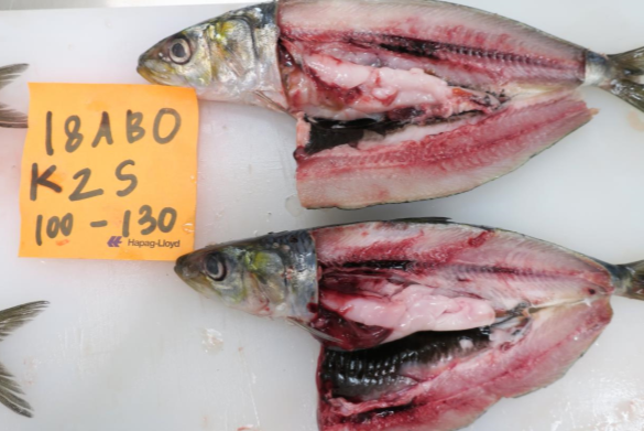 Sardinops sagax - Sardine export pacafic sardine