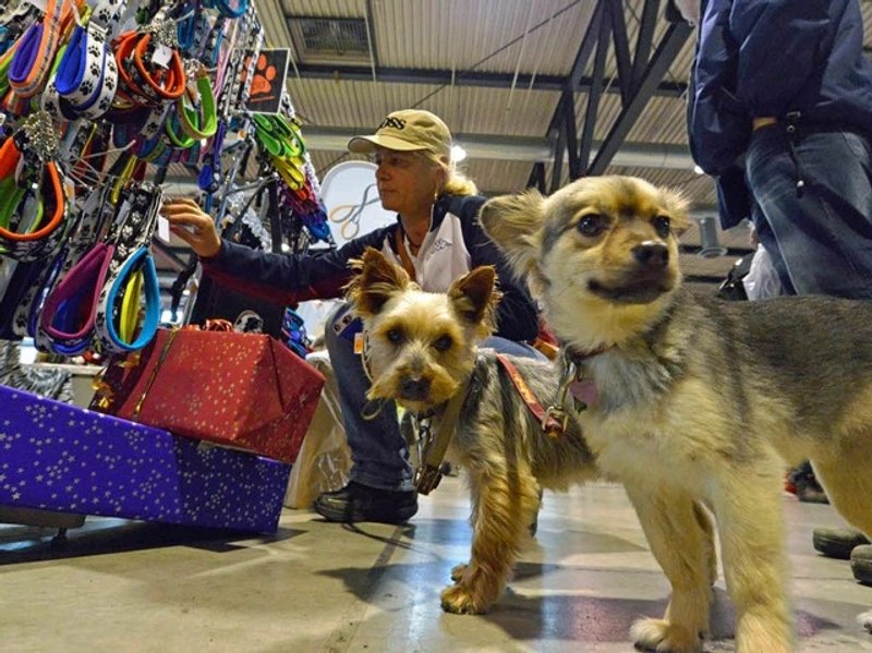 Why MEIN HUND - FREIBURG Matters for B2B - 2