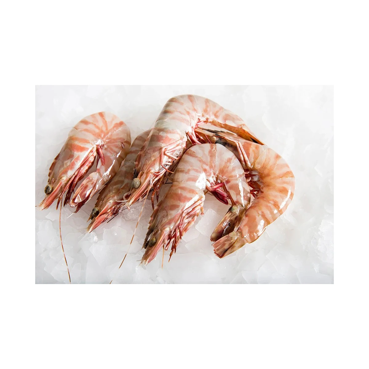resh Frozen Tiger Prawns – Wholesale Distribution Available Export Grade Black Tiger Prawns – Premium Seafood Selection