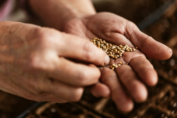 Top 4 Seed Suppliers in France in Quarter 3 of 2025