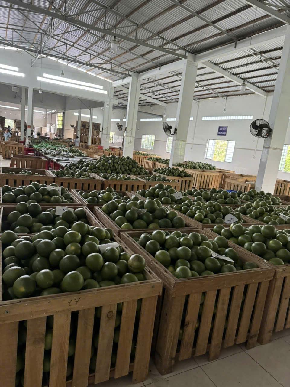 Pomelo Image 1