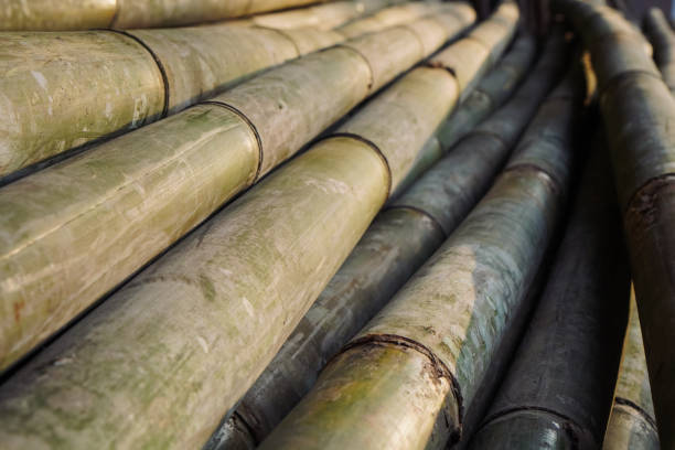 Top 8 Bamboo Suppliers in Thailand in Quarter 3 of 2025
