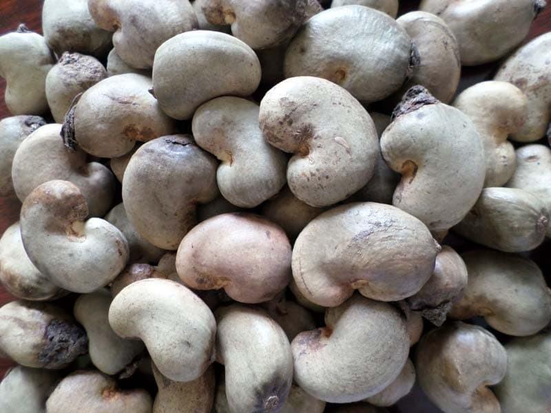 Raw Cashew Kernels for Retail Packaging Food Manufacturing and Businesses Seeking Competitive Nut Prices