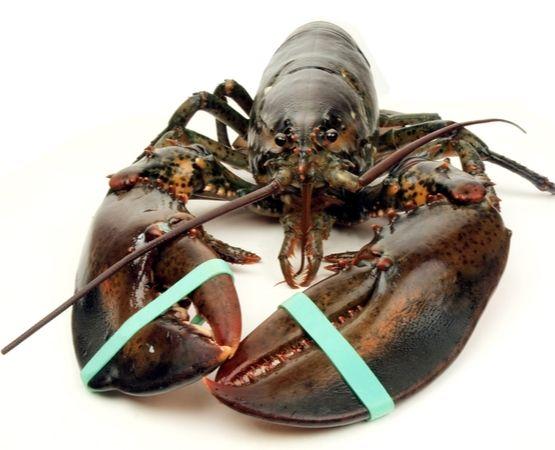 Fresh Live Lobsters Premium Ocean Harvest With Strong Shell Integrity Rich Meat Yield And Export Ready Packaging Quality