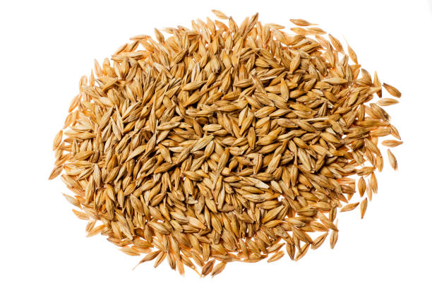 Top 9 Barley Suppliers in China in Year 2025: Urgent Market Updates and Strategic Insights