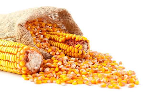 Top 8 Maize Suppliers in Philippines in July 2025: Market Trends, Challenges & Strategic Insights