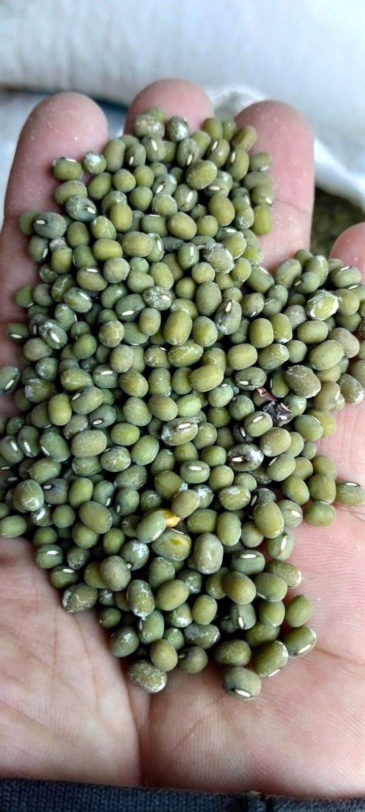 Green Mung Beans