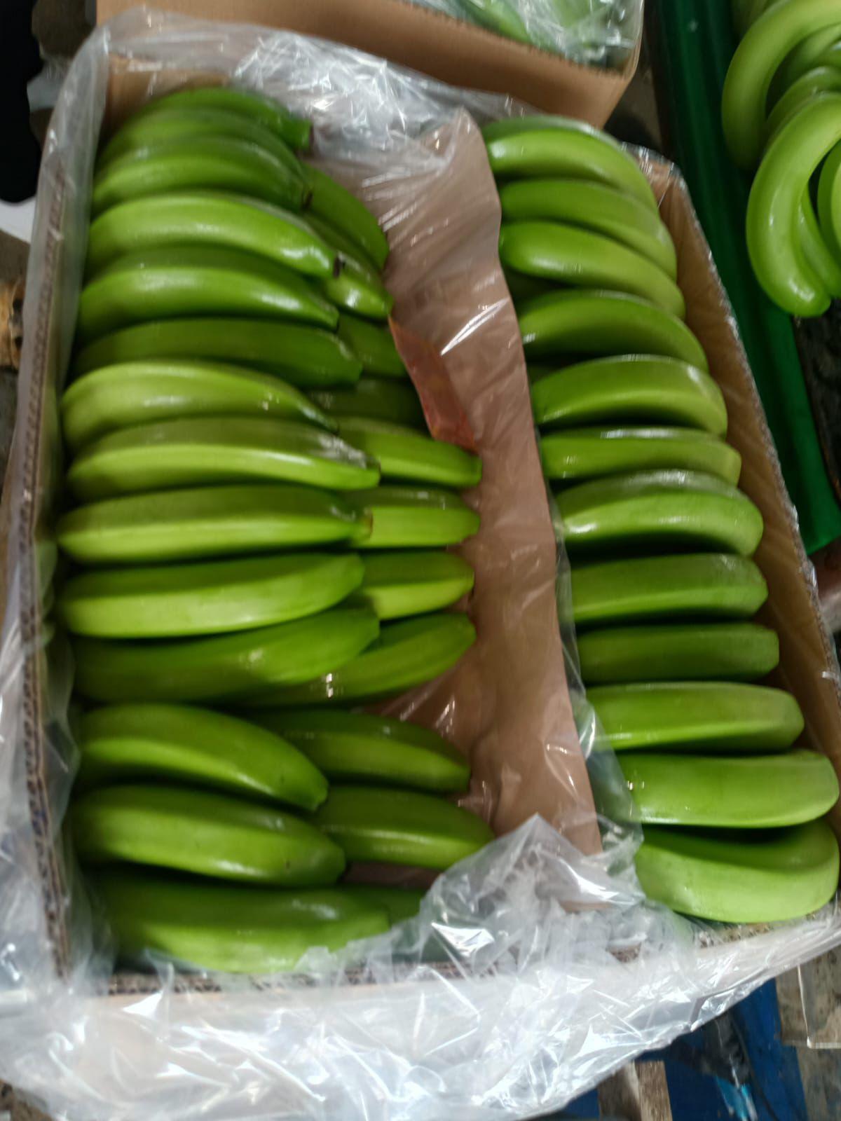 FRESH GREEN BANANAS