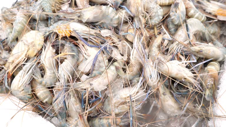 A Comprehensive Guide to Sourcing High-Quality Shrimp: Top 3 Shrimp Suppliers in South Africa in Quarter 3 of 2025