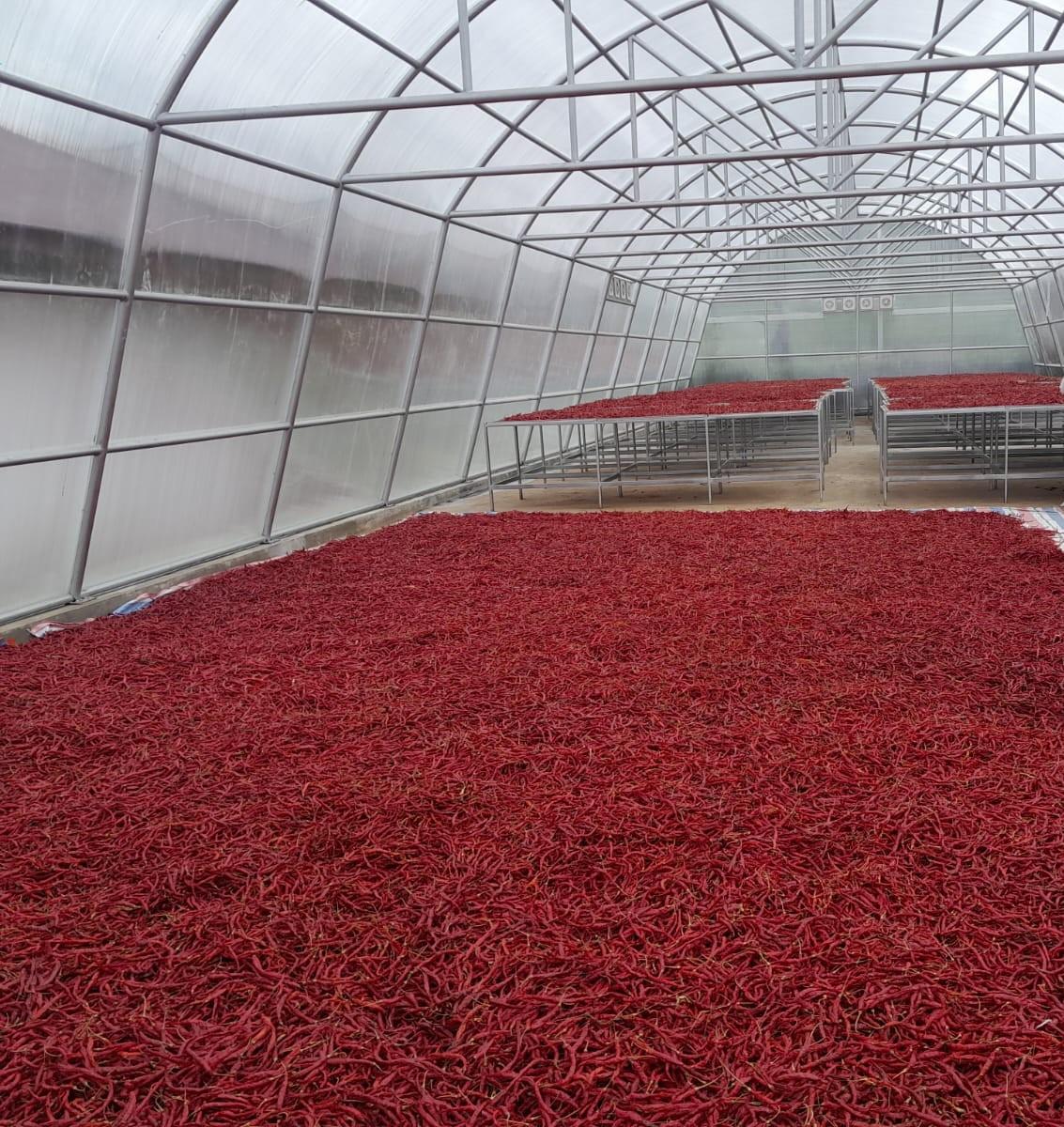 Dried Chili Pepper