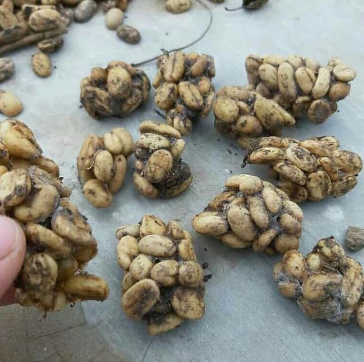 Wild Civet Luwak Coffee