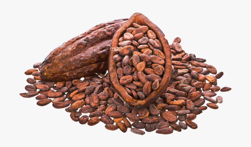 COCOA BEAN
