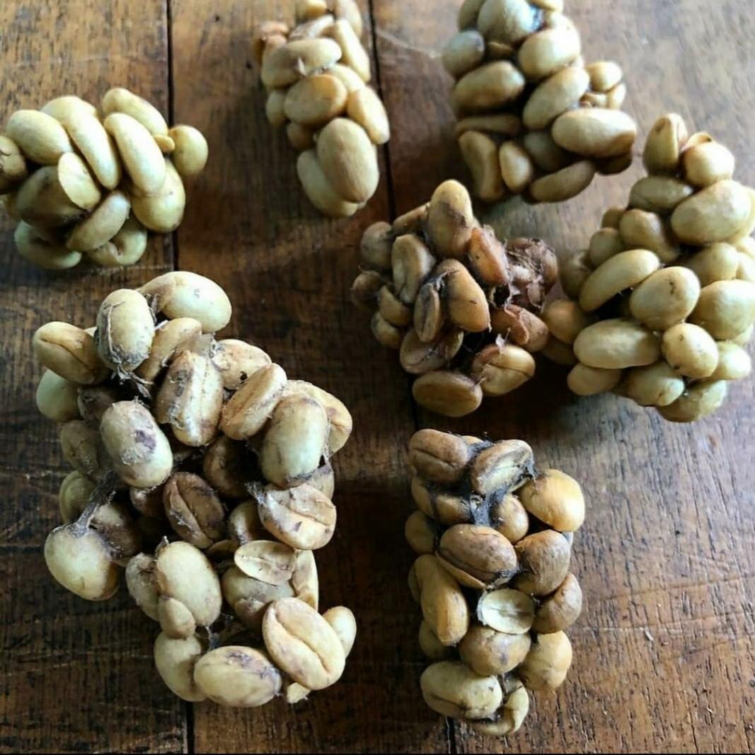 Gayo Civet Coffee Image 3