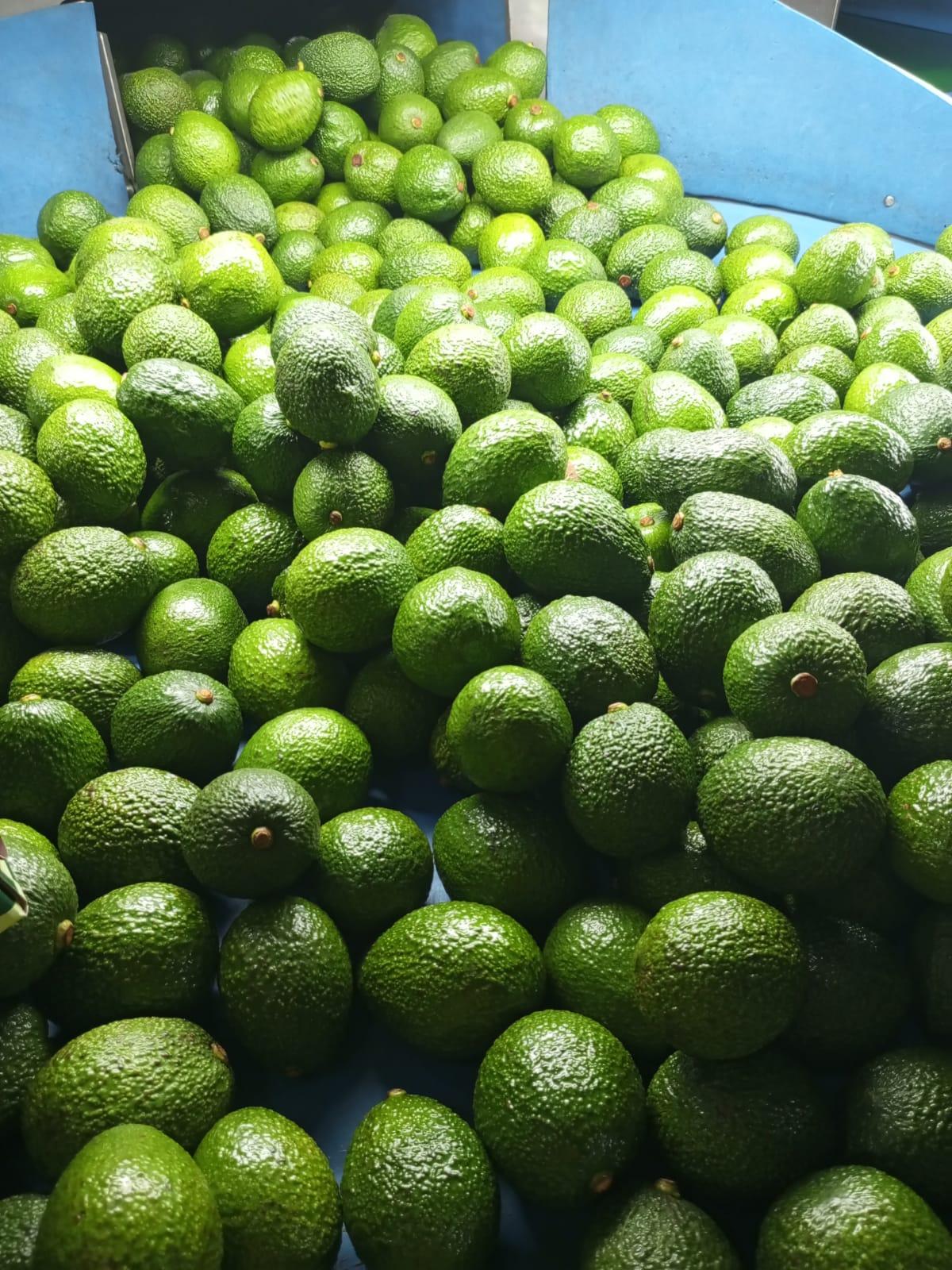 Hass Avocado