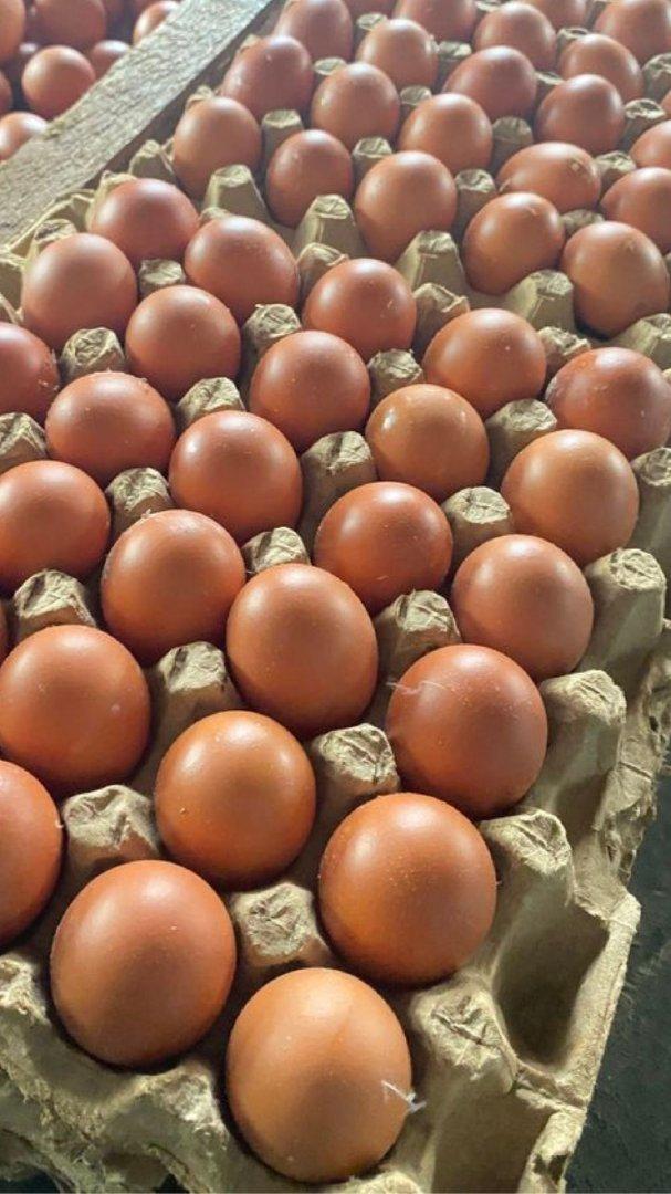 Fresh Brown Eggs