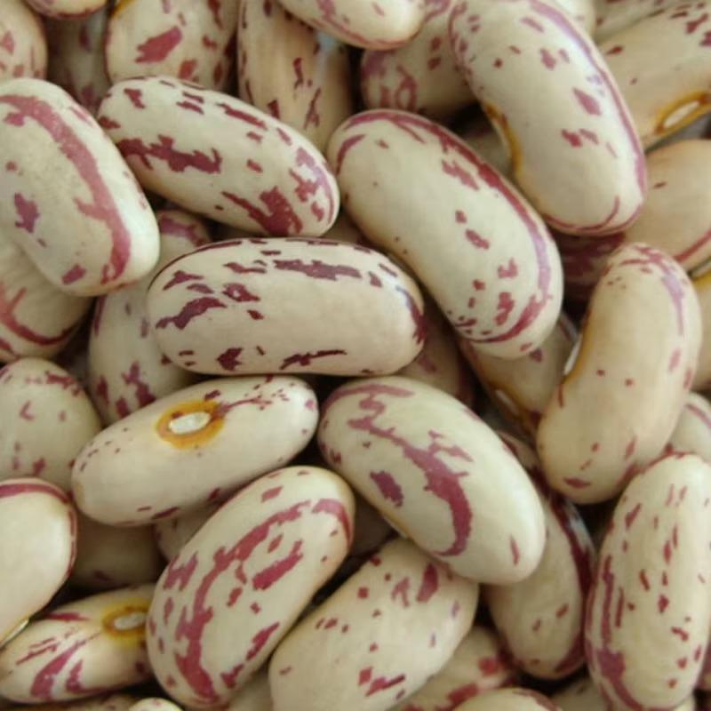 Dried Pinto Beans Mottled Kidney Beans Common Cultivation Bulk Packing for Canned Food