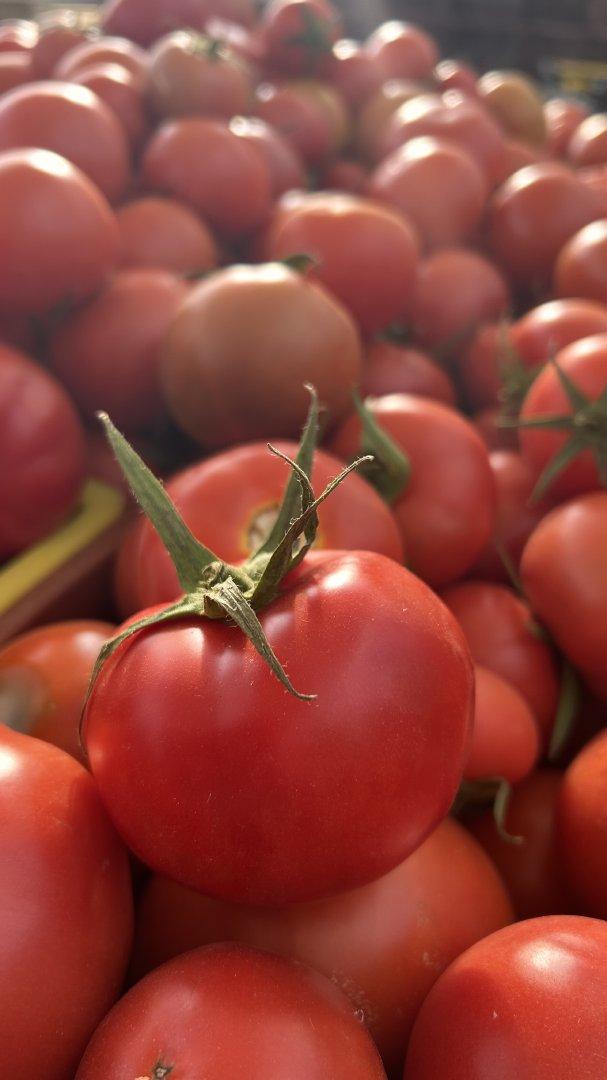 Greenhouse Tomatoes 1