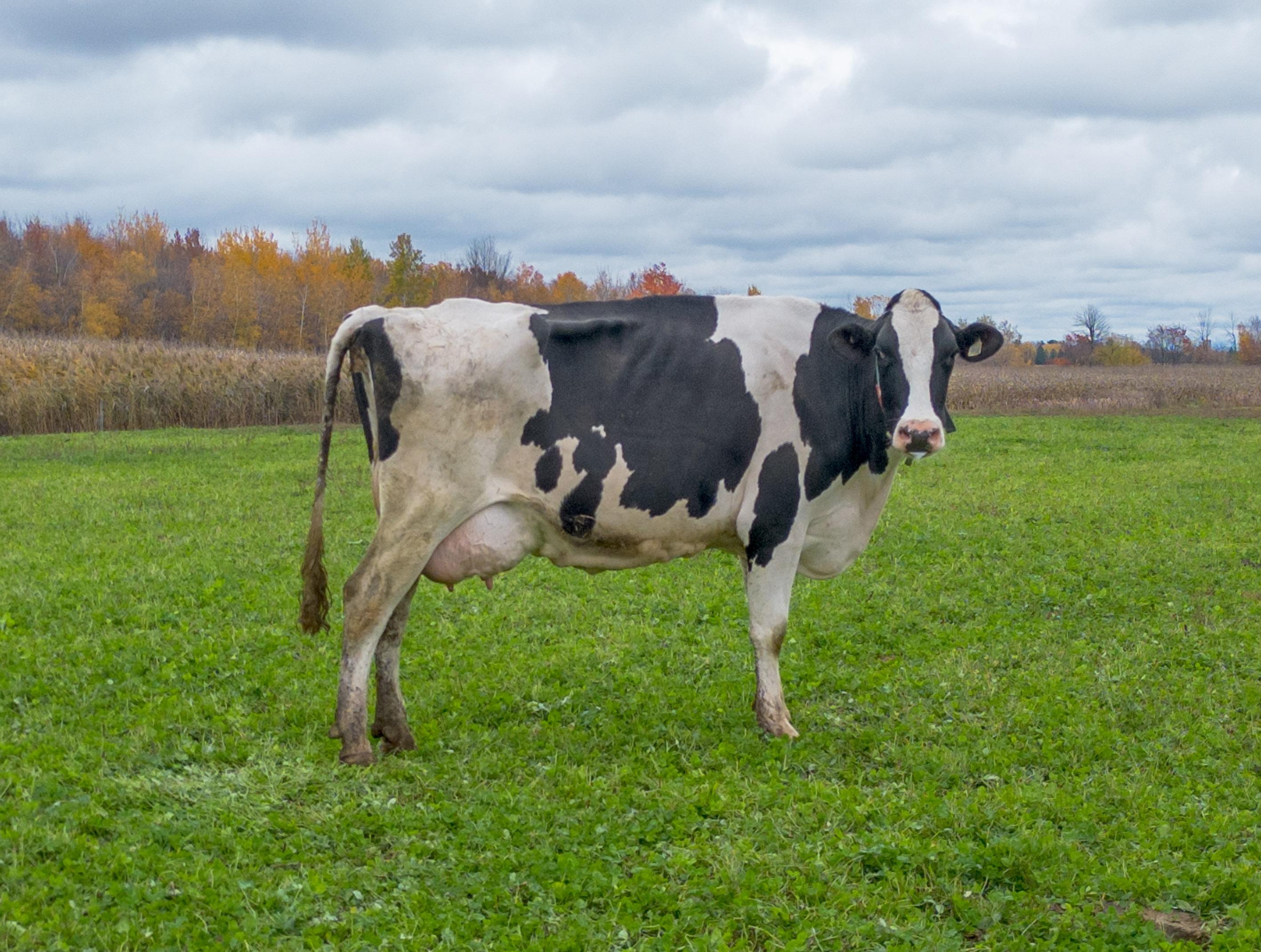 Premium Live Holstein Cows Healthy High Milk Yield Dairy Cattle Ready For Commercial Farming And Long Term Dairy 
