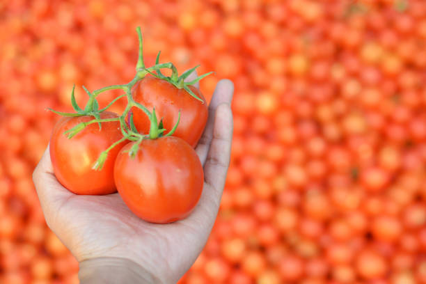 Top 4 Tomato Suppliers in Turkey in Quarter 3 of 2025: Critical Updates & Market Insights