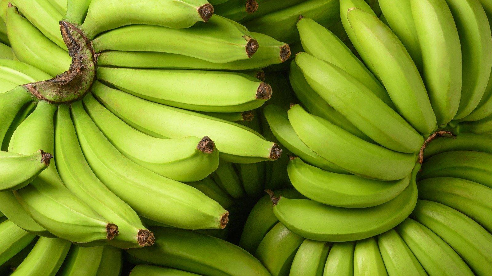 Cavendish Banana