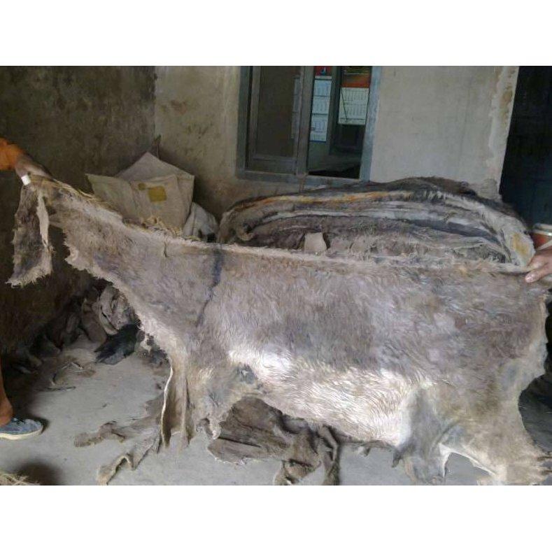 Wet Salted Donkey Hide Premium Preserved Raw Donkey Hide for Leather Processing.
