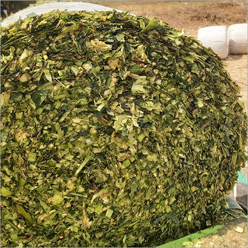 Premium grade  Corn Silage for  Animal Feed Features GMO-Free Origin South Africa Packaging Size > 25 kg Delivery Form Bag, Sacks